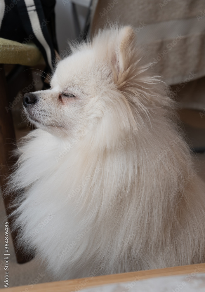 Fototapeta premium white pomeranian dog