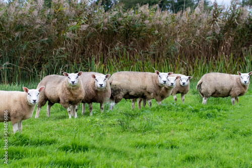 Schafe aus Holland