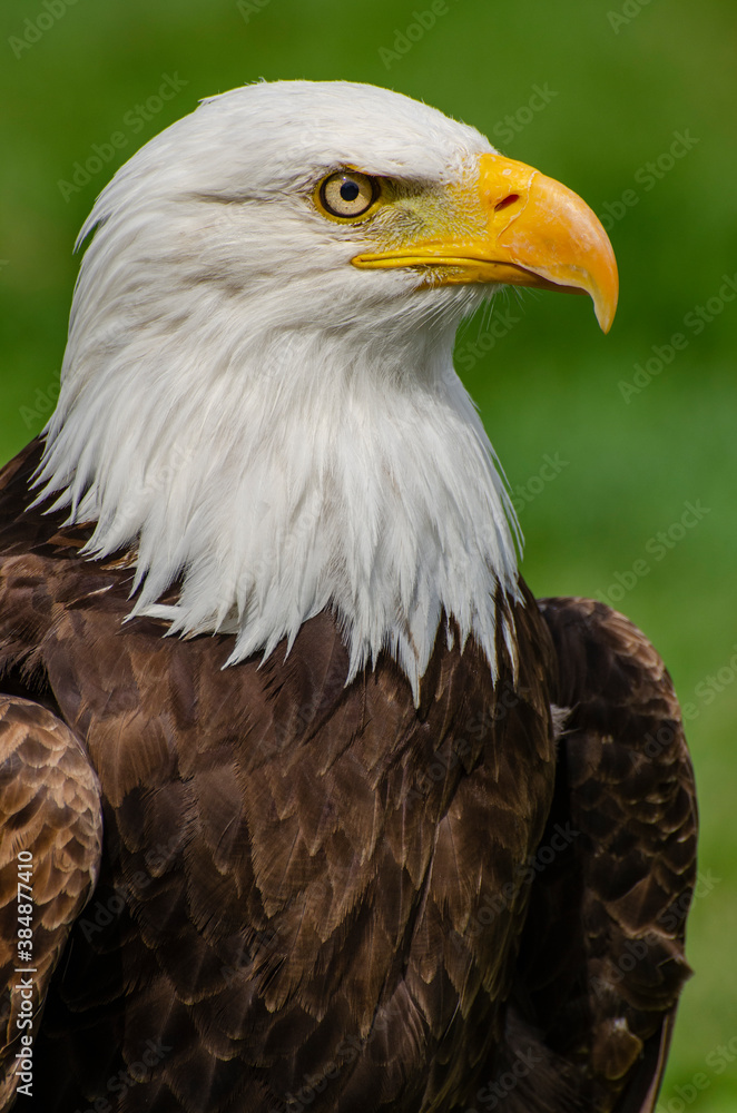 Fototapeta premium Stoic Bald Eagle