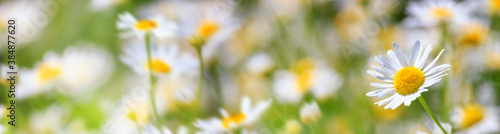 Chamomile flowers (Matricaria recutita), blooming plants in the spring meadow on a sunny day, closeup with space for text