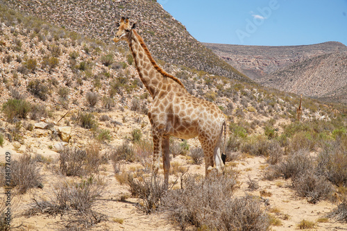 giraffe walking in the savannah