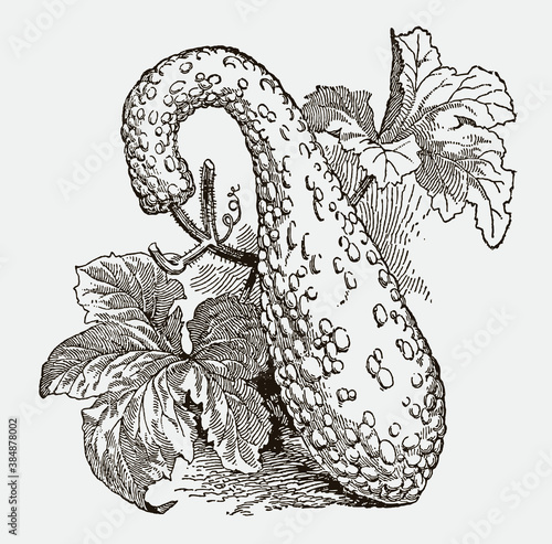 Crookneck squash growing on the ground. Illustration after antique engraving from 19th century