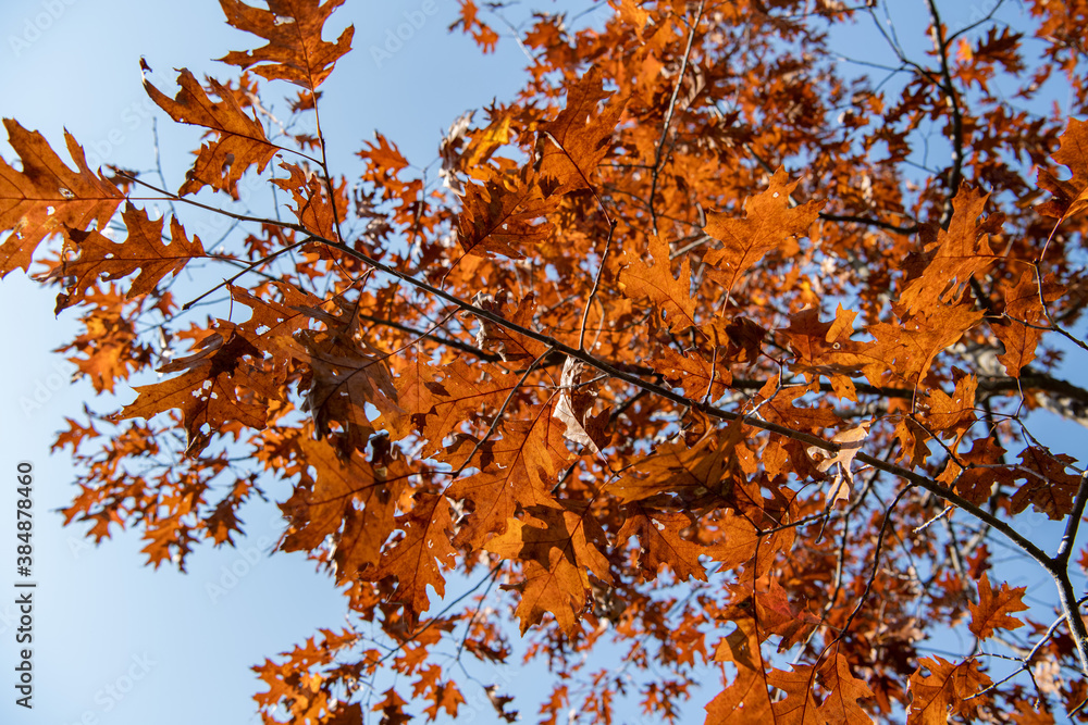 autumn leaves against blue sky autumn leaves against blue sky