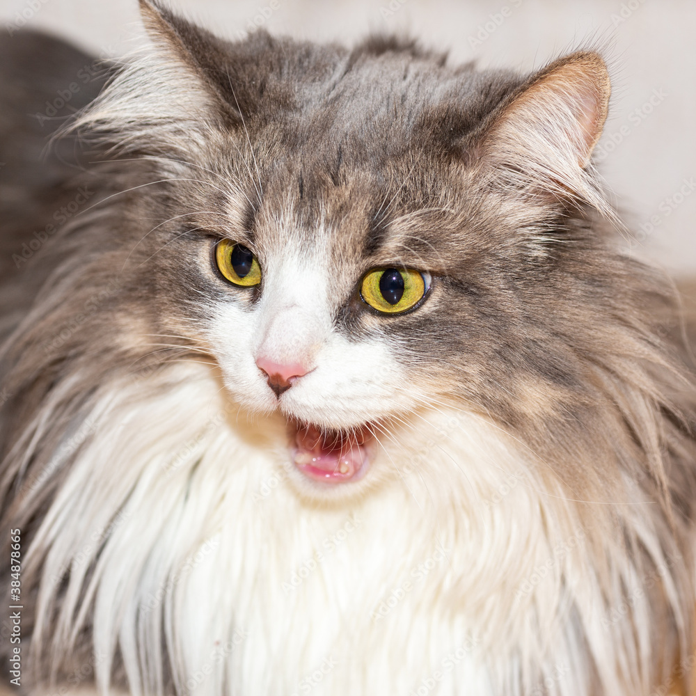 Portrait of a fluffy cat with a very long coat. Portrait of a fluffy cat with a very long coat.