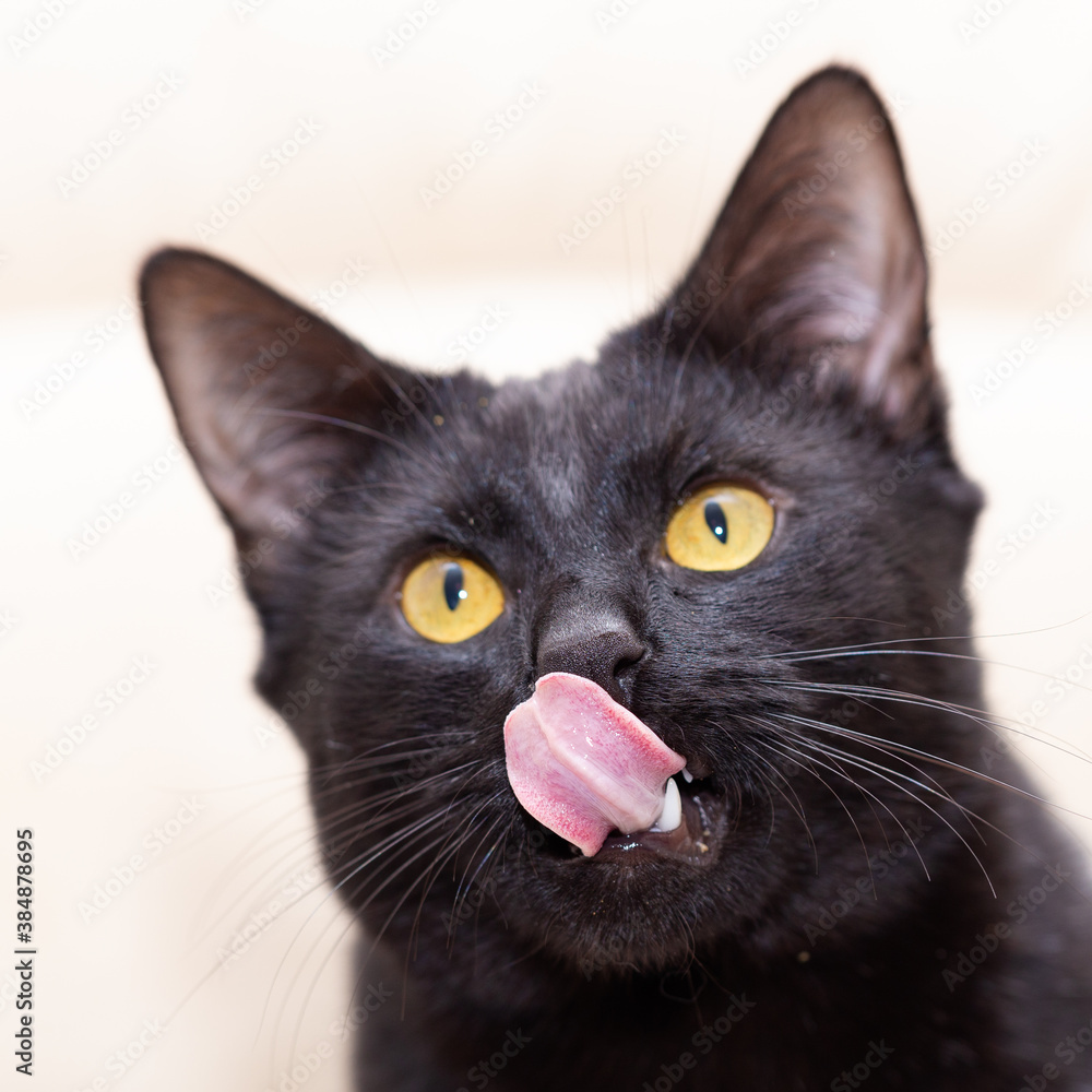 Portrait of a well-groomed black cat that licks. Portrait of a well-groomed black cat that licks.