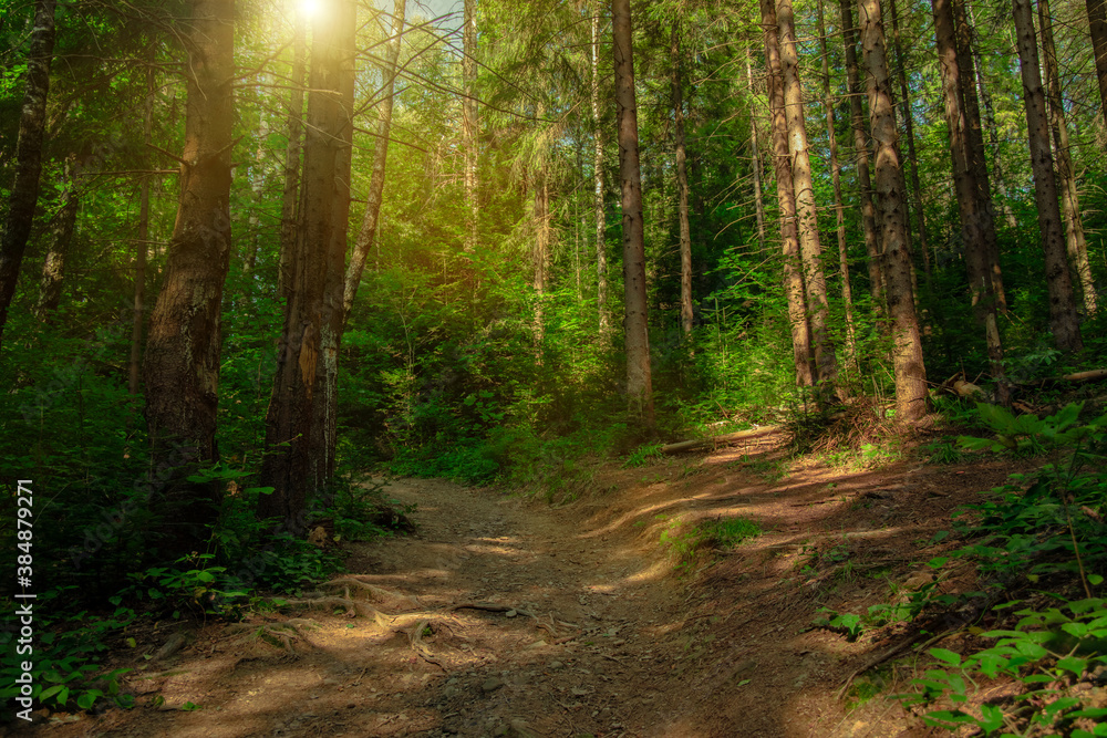 Obraz premium fairy tale forest landscape morning sunny nature photography scenic view of vivid green foliage and dirt lonely trail path way in spring time April season clear weather day time