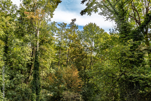 Grazer Urwald