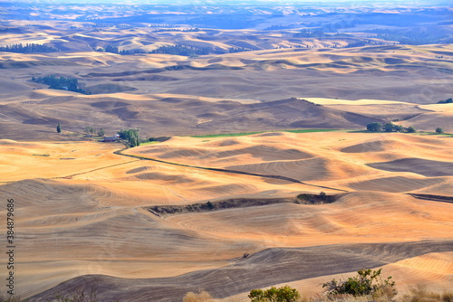 Palouse Wheat Fields in Autumn, Washington-USA