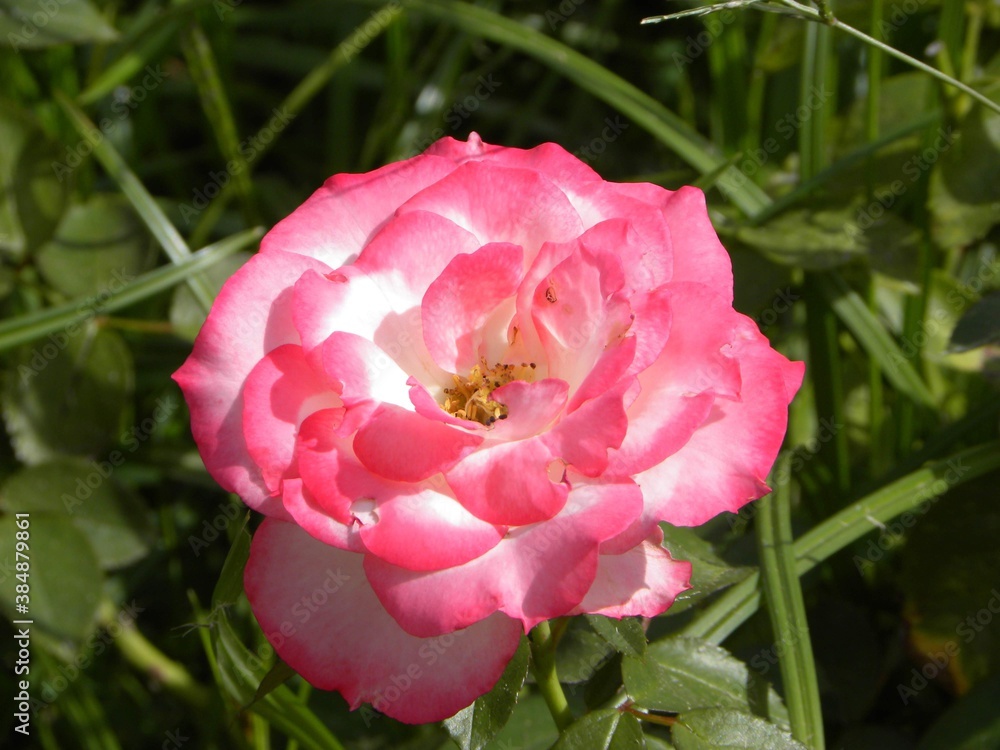 Fototapeta premium グラデ薔薇３