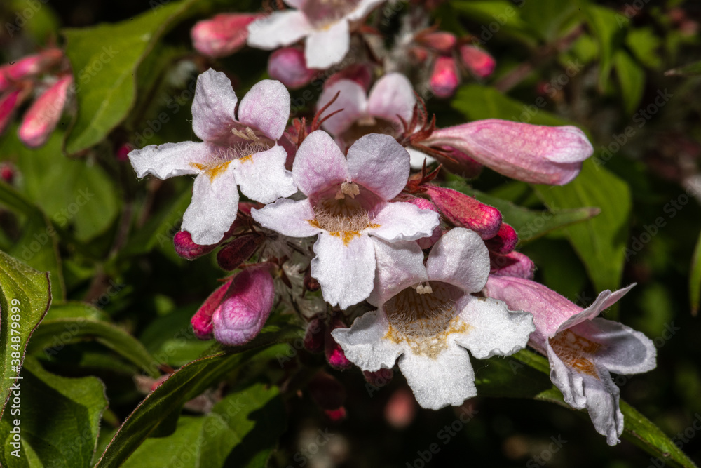 Flowers of Beautybush (Kolkwitzia amabilis 'Pink Cloud') Flowers of Beautybush (Kolkwitzia amabilis 'Pink Cloud')