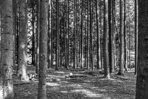 Grazer Urwald