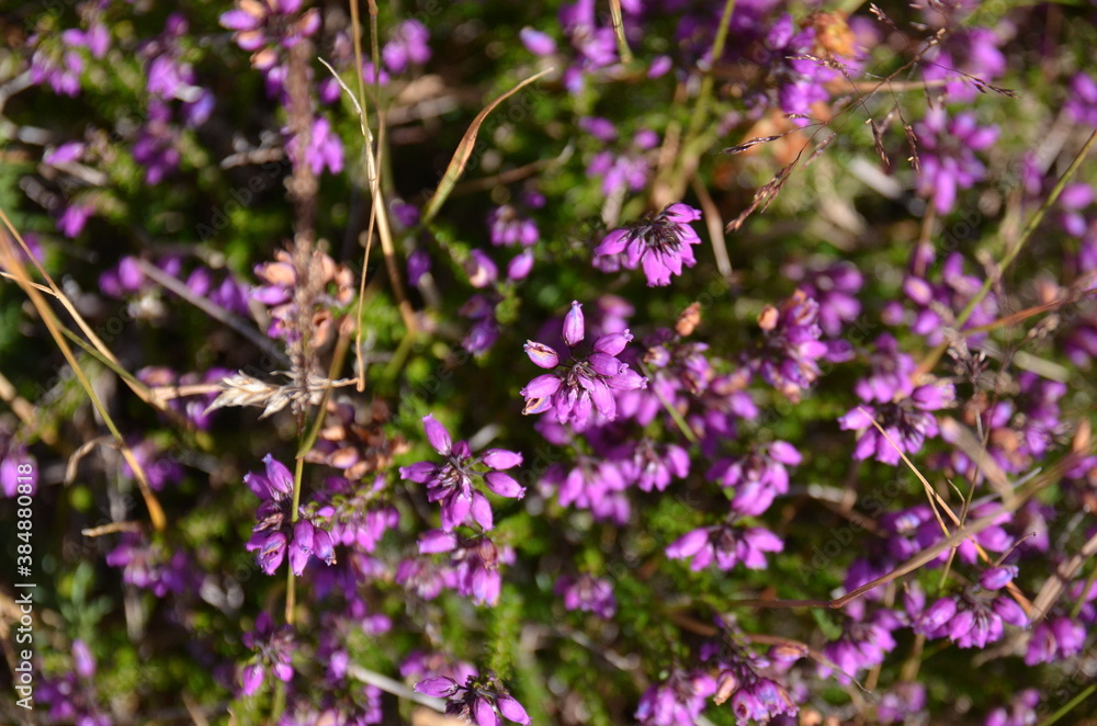 les fleurs sauvages sur l'île de Groix en Bretagne les fleurs sauvages sur l'île de Groix en Bretagne