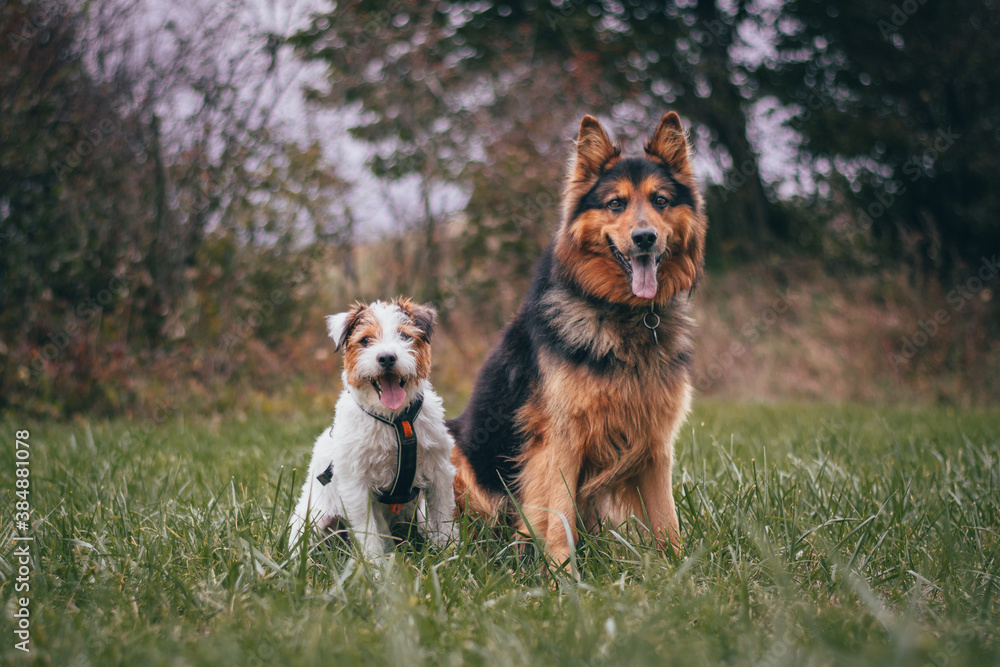 Parson Russell Terrier and Bohemian Shepherd Autumn Portrait
