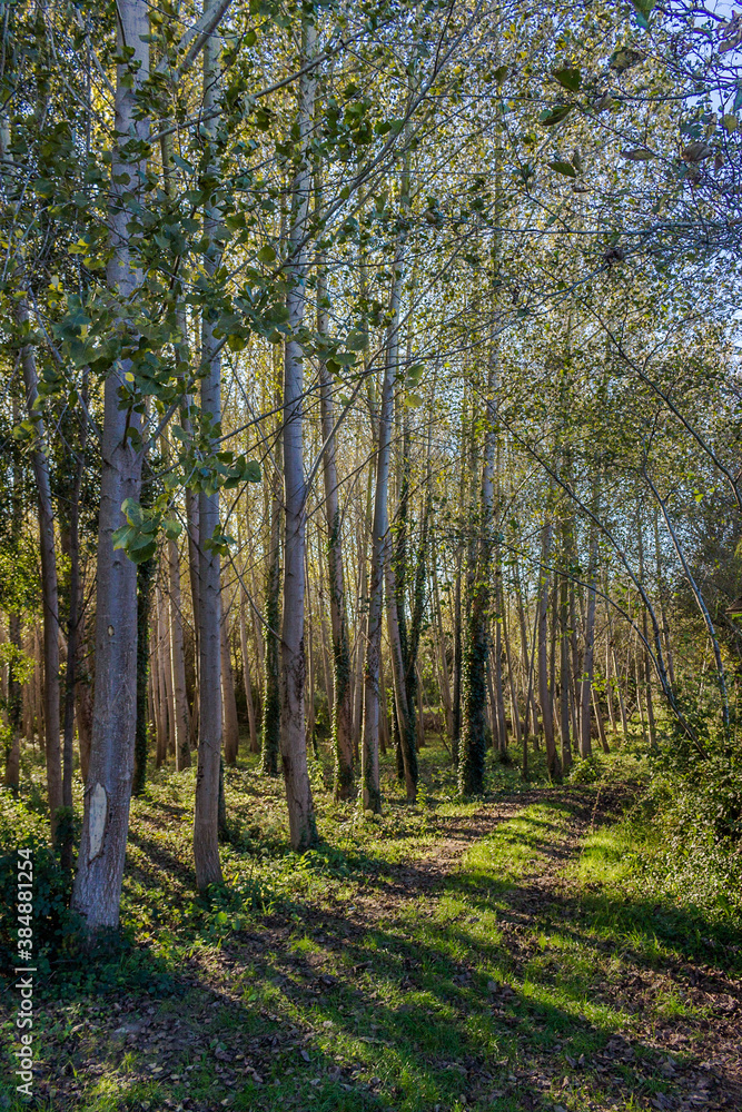 Obraz premium Trees in the woods