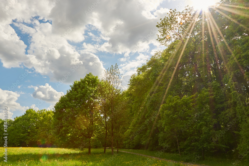 Obraz premium Sunset in the park. Romantic sunset in a green park with trees.