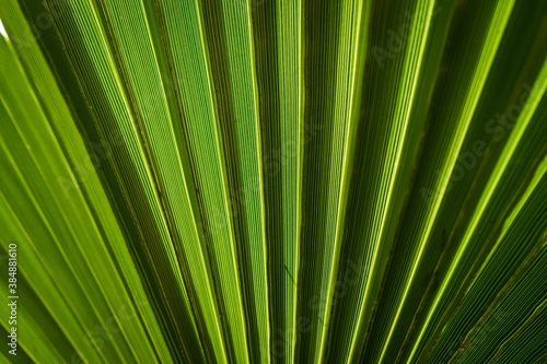Palm leaf in backlight, close-up as background.