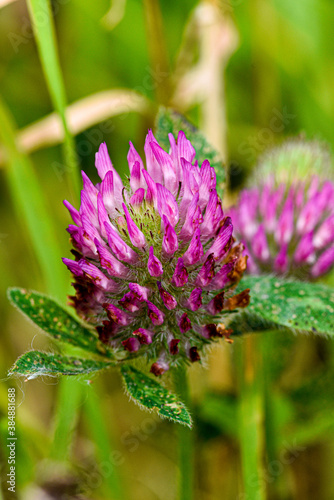 red clover flower