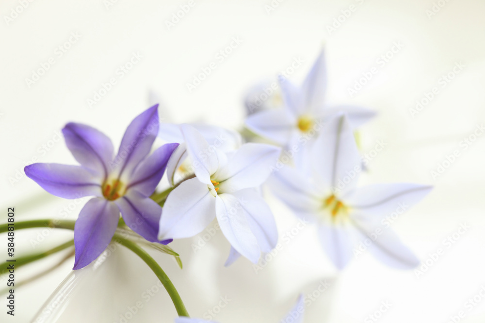 Fototapeta premium 春の紫色の花ハナニラ