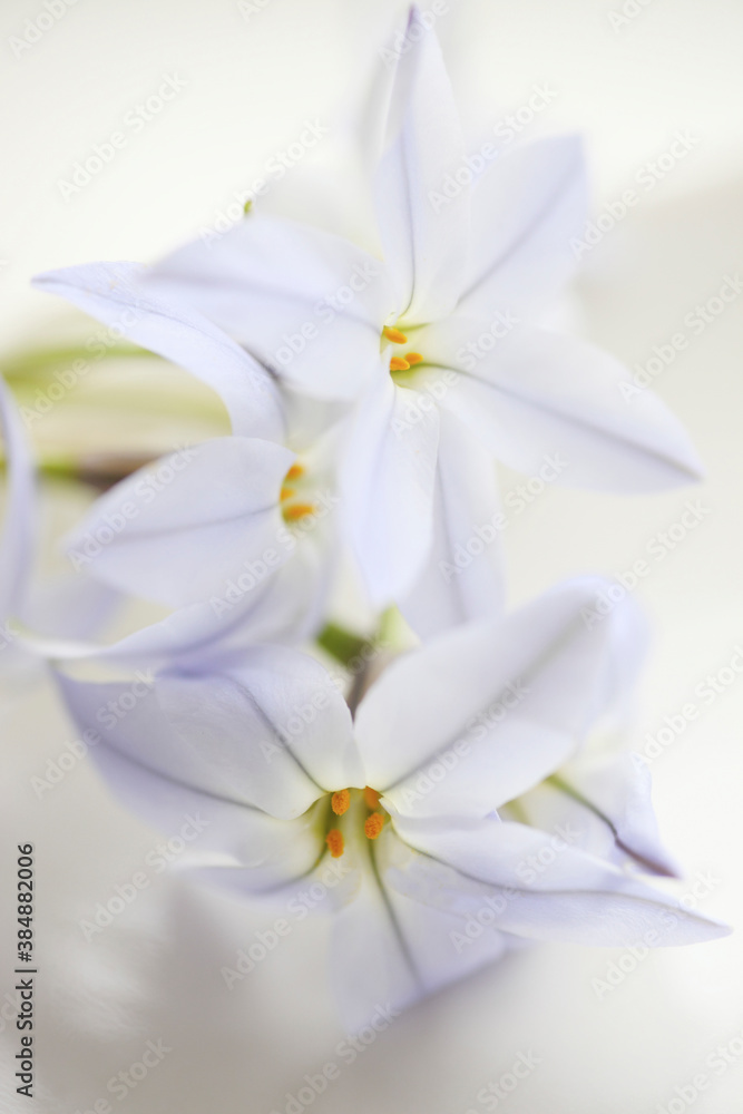春の紫色の花ハナニラ 春の紫色の花ハナニラ