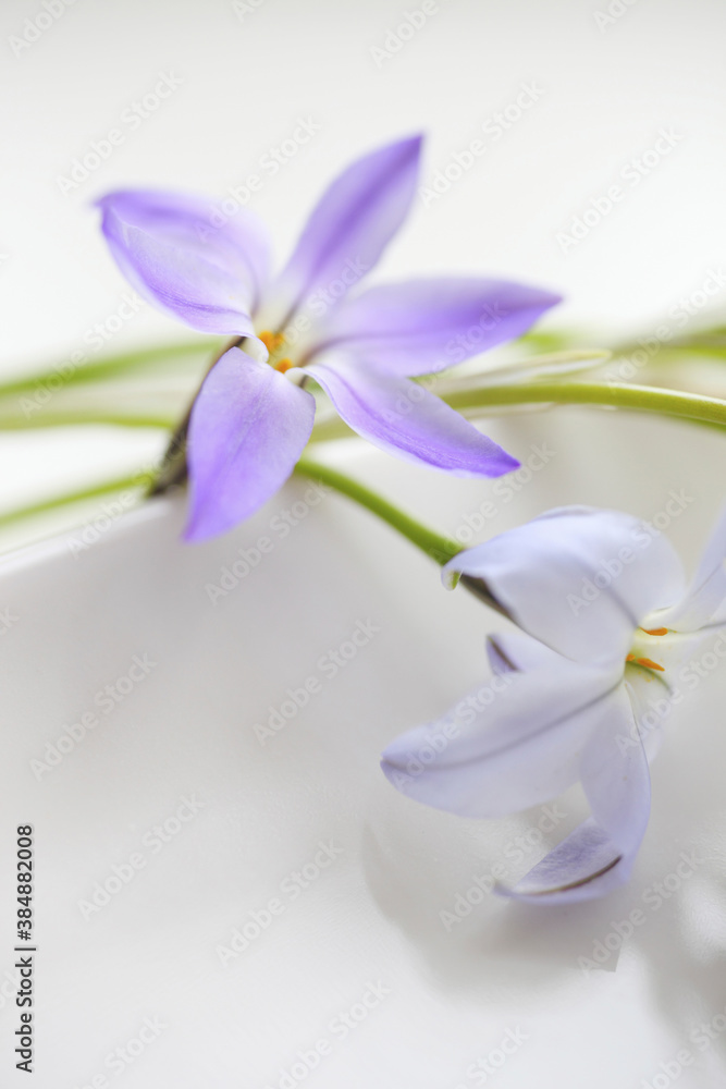 Fototapeta premium 春の紫色の花ハナニラ