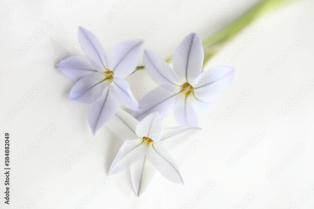 Fototapeta premium 春の紫色の花ハナニラ