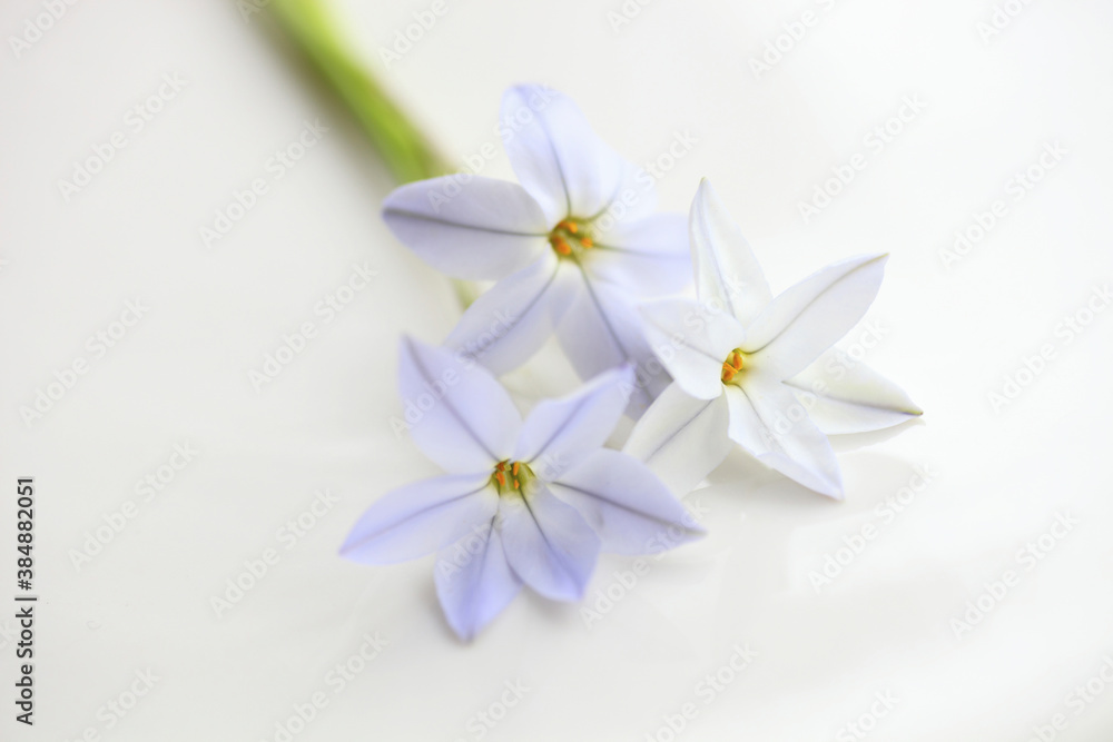Obraz premium 春の紫色の花ハナニラ