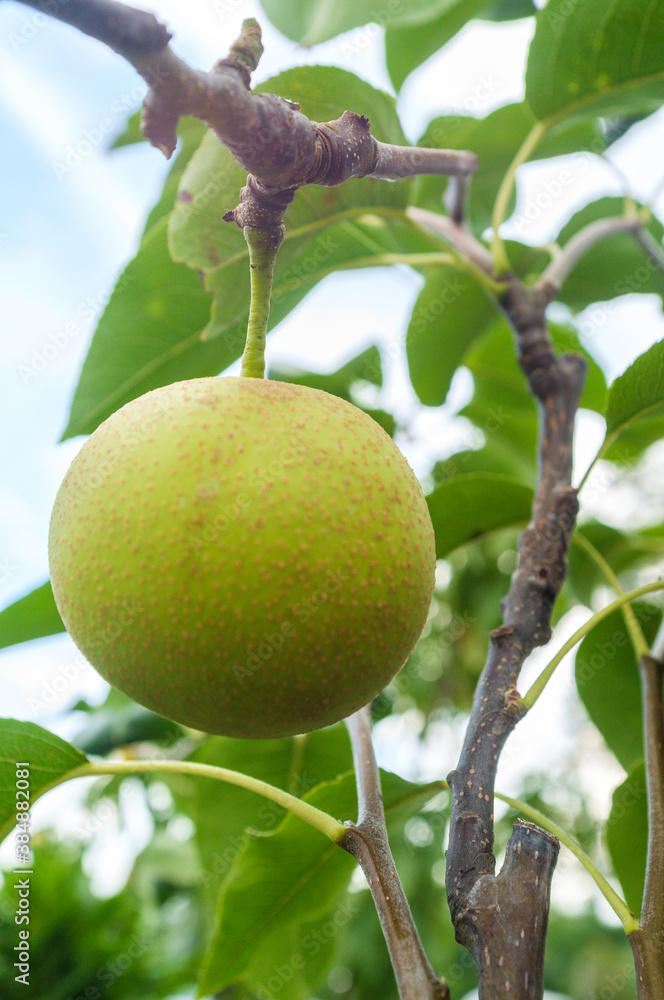 Asian Dwarf Pear Tree