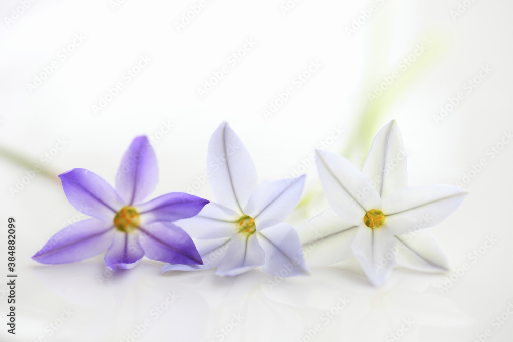 Fototapeta premium 春の紫色の花ハナニラ