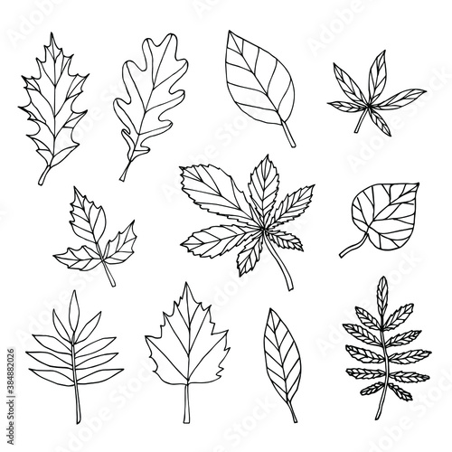 Vector set bundle of hand drawn doodle sketch leaves isolated on white background