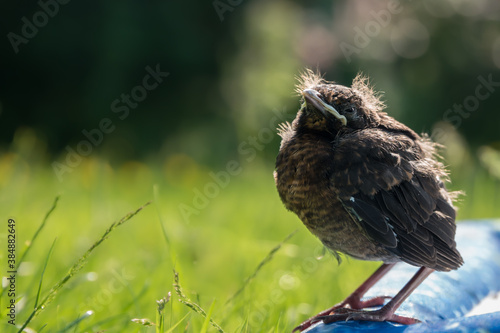 A fledgling blackbird chick on a mat outside, alert and looking at camera