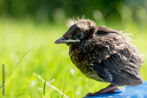 A fledgling blackbird chick on a mat outside in the sun with open eyes