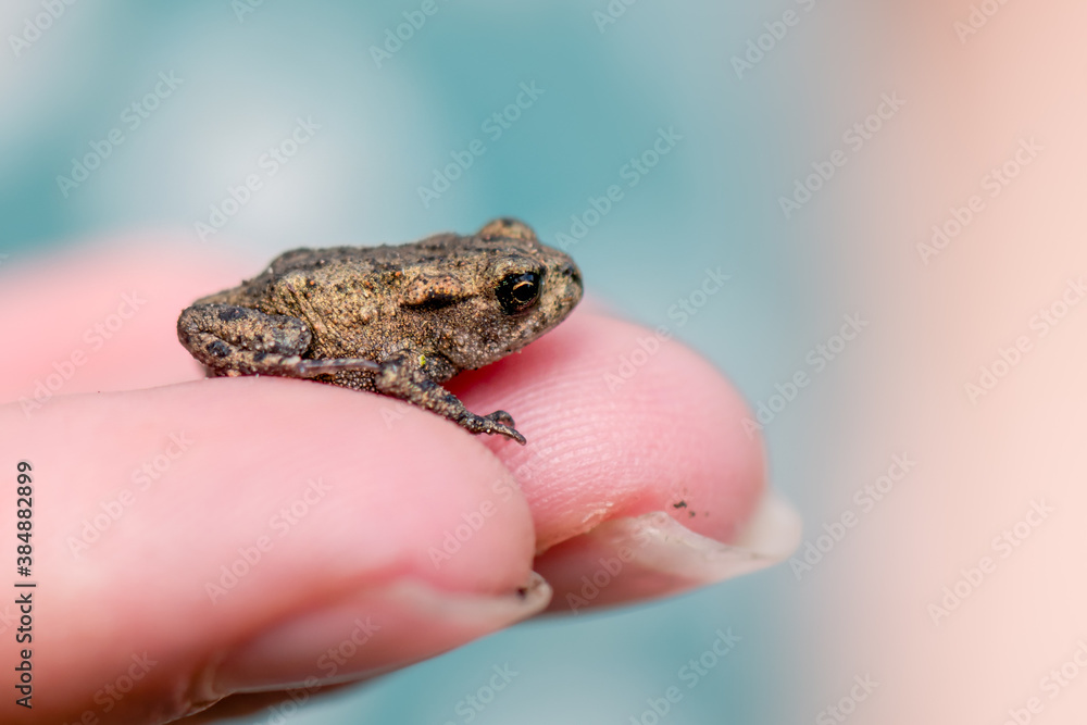 A person holding a small juvenile common toad in their hands A person holding a small juvenile common toad in their hands