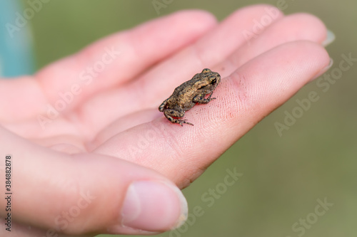 A person holding a small juvenile common toad in their hands © HASPhotos