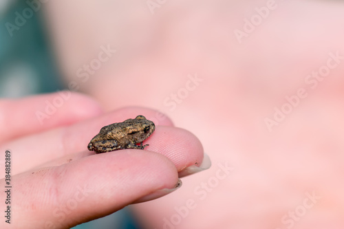 A person holding a small juvenile common toad in their hands