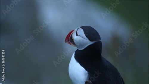 A close-up of an European seabird Atlantic puffin, Fratercula arctica looking around on Runde island, coastal Norway.