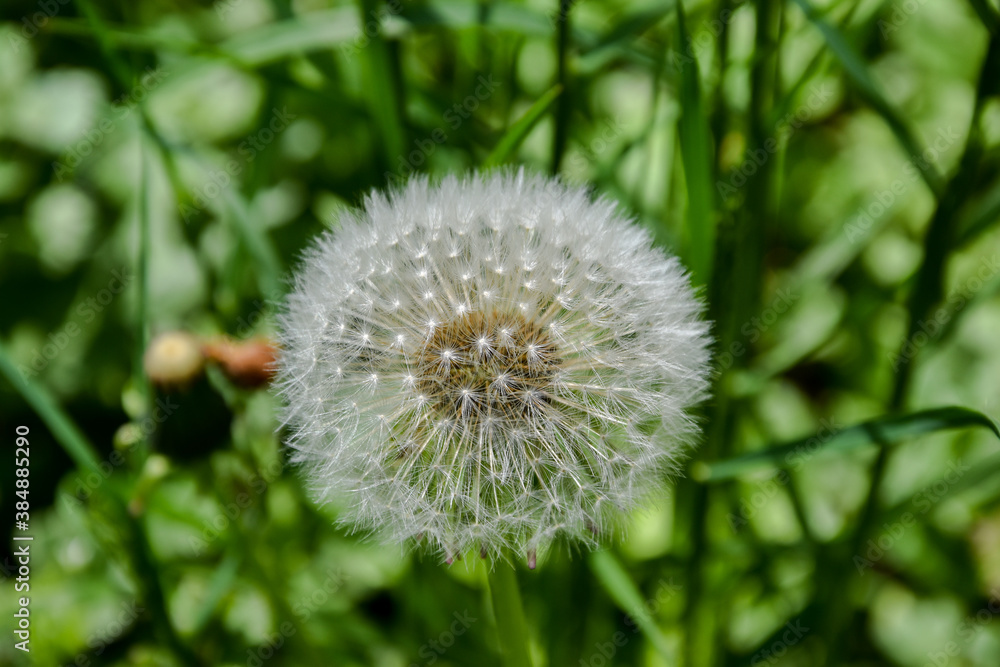 Close up photo of delicate fluffy white dandelion. Close up photo of delicate fluffy white dandelion.