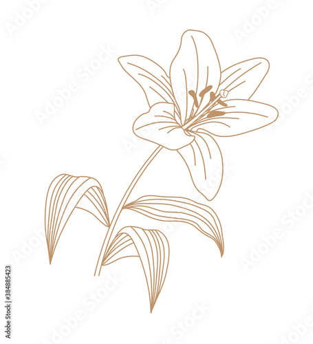 Lily flower vector illustration outline art. Designed for postcard, wedding and other. Contour of blooming lily isolated over white background. 
