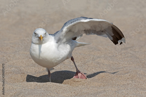 Foto Eine Silbermöwe scheint mit ihrem linken Flügel zu winken