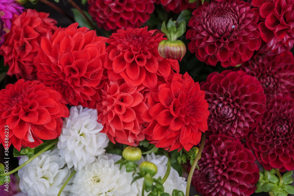 Selective focus at red blooming Dahlia flowers. Selective focus at red blooming Dahlia flowers.