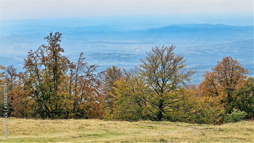 Obraz premium autumn landscape with trees