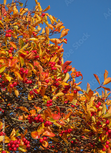 red and orange autumn leaves with Red berries and a blue sky