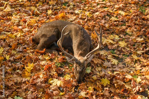 Beautiful deer lying on the falling leaves in forest. Autumn cozy atmosphere. Wildlife concept. photo