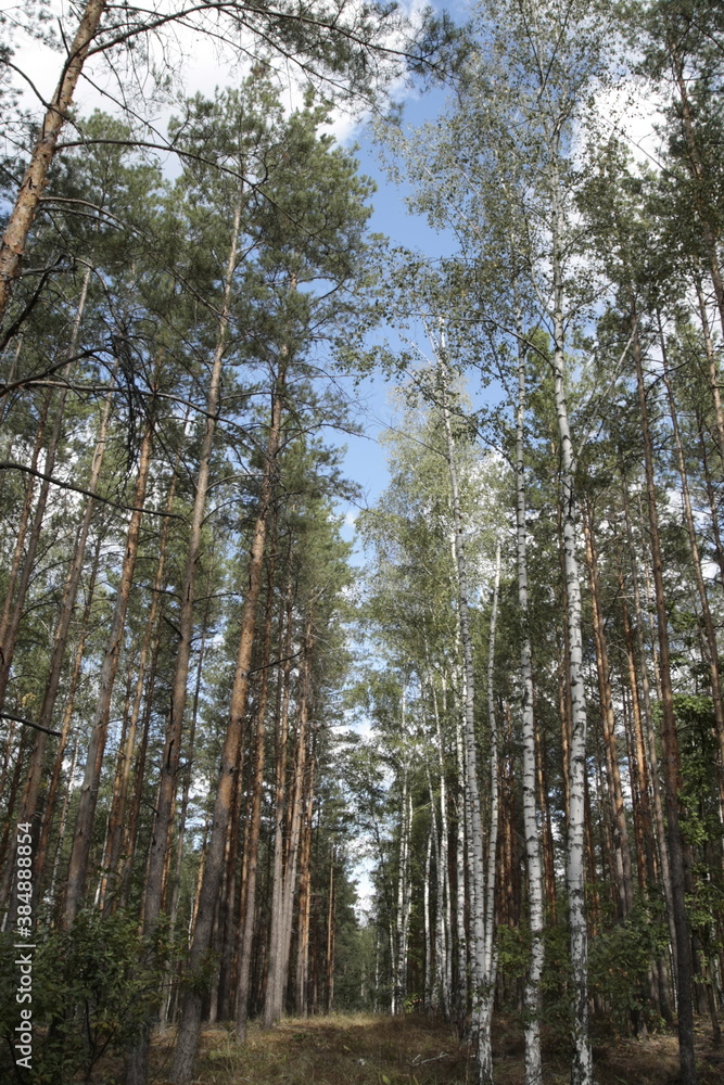 blue sky skwole forest blue sky skwole forest