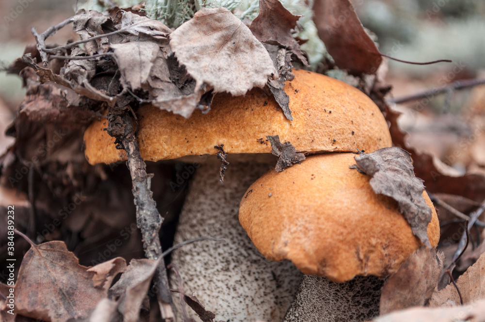 Two birch mushroom with an orange cap in a fallen tree leaf, hat under the leaves, macro photo Two birch mushroom with an orange cap in a fallen tree leaf, hat under the leaves, macro photo
