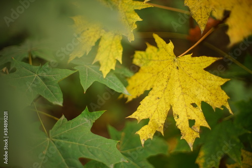 autumn maple tree with big yellow and green leaves in the forest