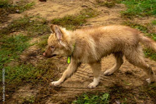 gray wolf lupus