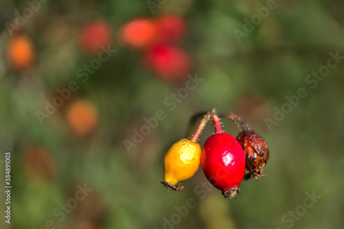 Macro view of beautiful autumnal ripe and rotten rose hips fruit on warm fall background, Marlay Park, Dublin, Ireland photo