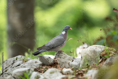 Pigeon moving on the ground. A pigeon walks in the forest. Birds looking for food. European wildlife nature. Spring time in the animal kingdom. 