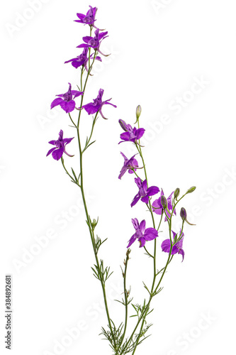 Violet flower of wild delphinium  larkspur flower  isolated on white background