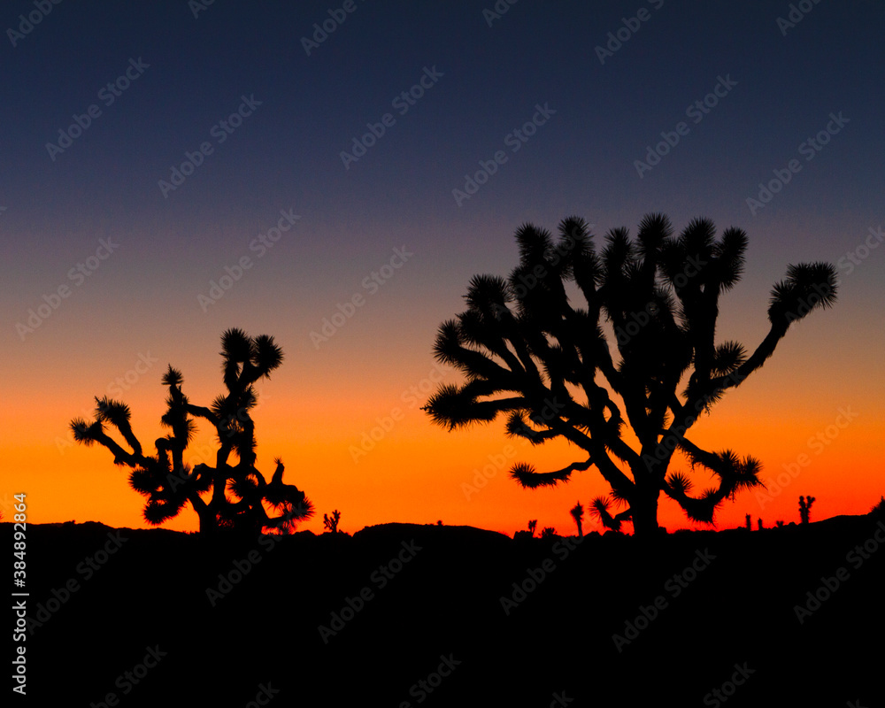 Sunset over Joshua Trees